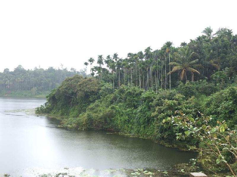 Agricultural Land 3 Acre for Sale in Ambalavayal, Wayanad