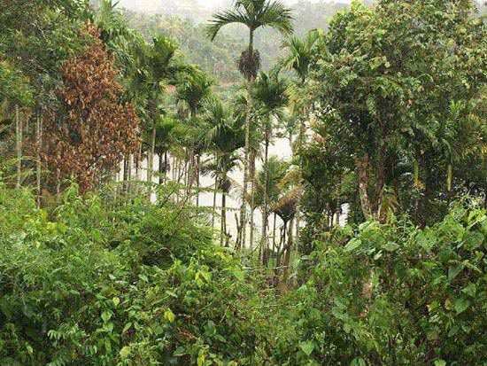 Agricultural Land 9 Acre for Sale in Kalpetta, Wayanad
