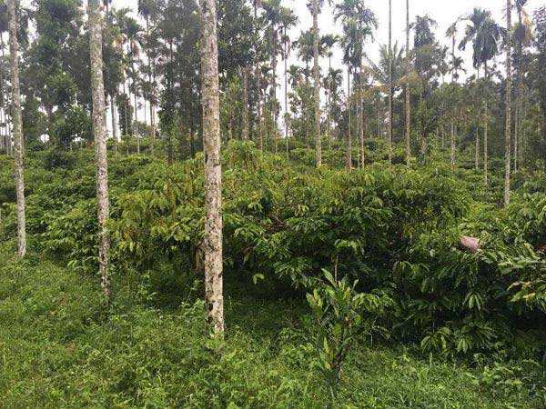 Residential Plot 2 Acre for Sale in Ambalavayal, Wayanad