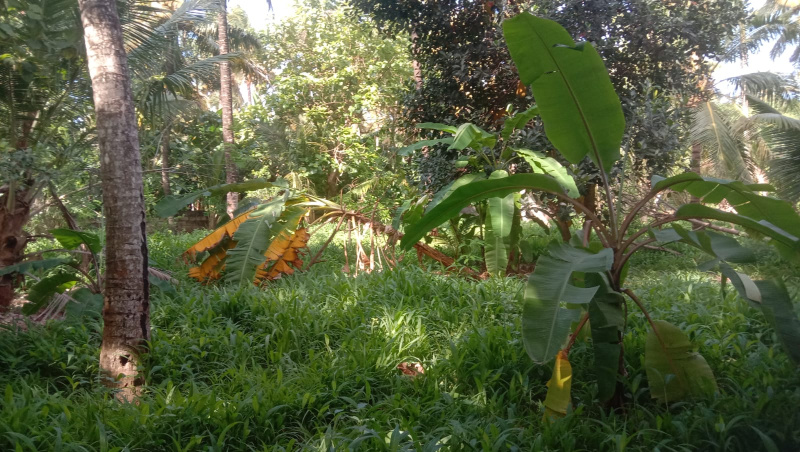  Residential Plot 33 Cent for Sale in Konam, Kanyakumari