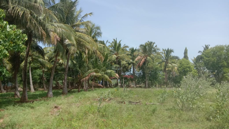  Agricultural Land 2 Acre for Sale in Panagudi, Tirunelveli