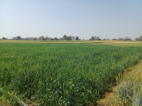  Agricultural Land for Sale in By Pass Road, Indore