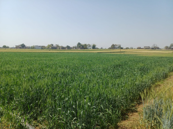 Agricultural Land for Sale in By Pass Road, Indore