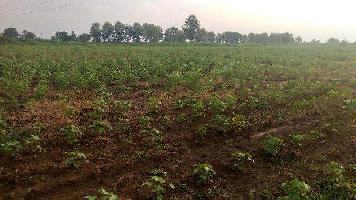  Agricultural Land for Sale in Warora, Chandrapur