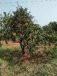  Agricultural Land for Sale in Vinjamur, Nellore