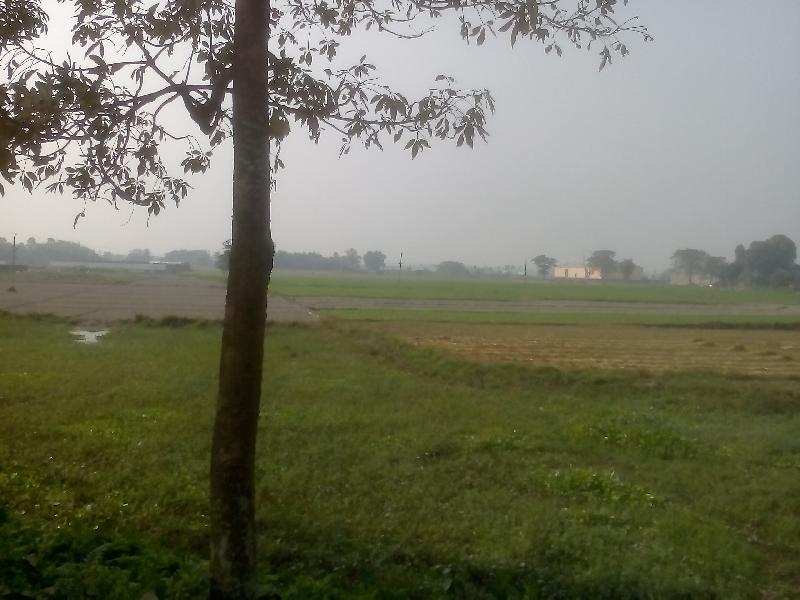 Agricultural Land 40 Acre for Sale in Kasba Purnia