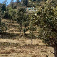  Agricultural Land for Sale in Dhanachuli, Nainital