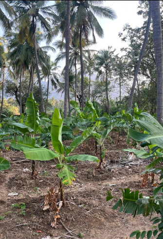 3 BHK 25 Cent Residential Plot for Sale in Marungur, Kanyakumari