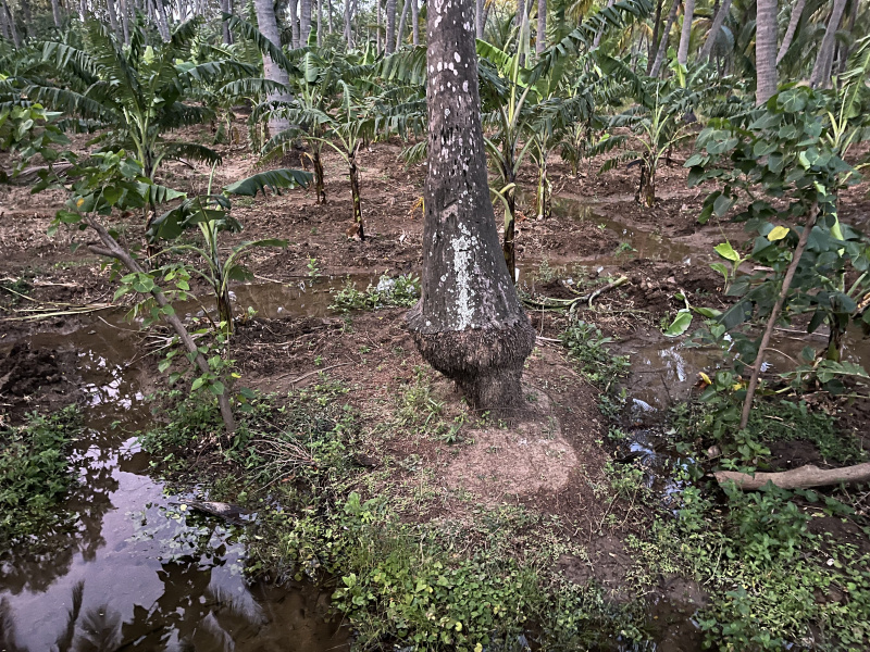 3 BHK 25 Cent Residential Plot for Sale in Marungur, Kanyakumari