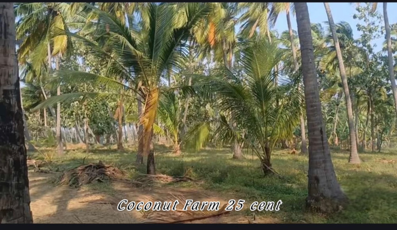 3 BHK 25 Cent Residential Plot for Sale in Marungur, Kanyakumari