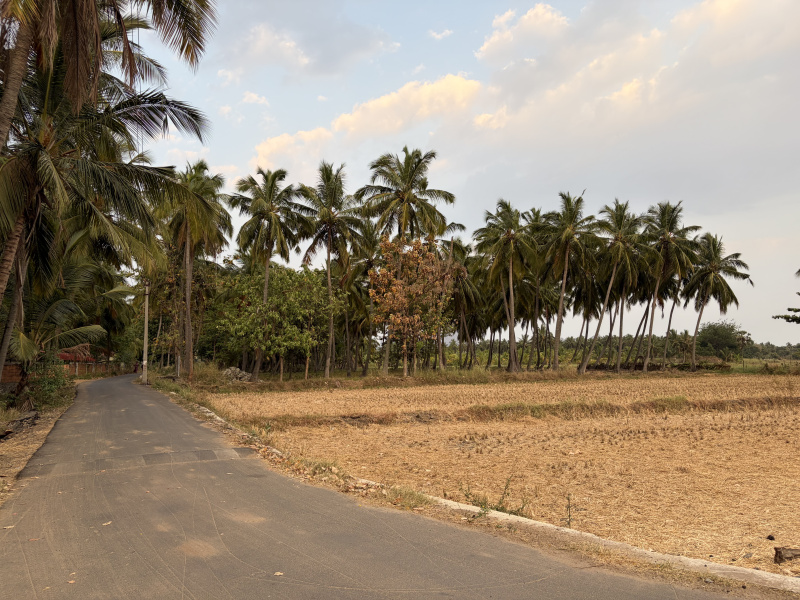  33 Cent Residential Plot for Sale in Thesur, Kanyakumari