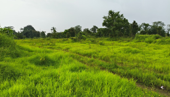  Agricultural Land for Sale in Kolad, Raigad