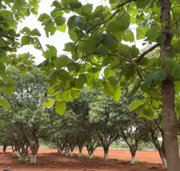  Residential Plot 4 Acre for Sale in Chevella, Hyderabad