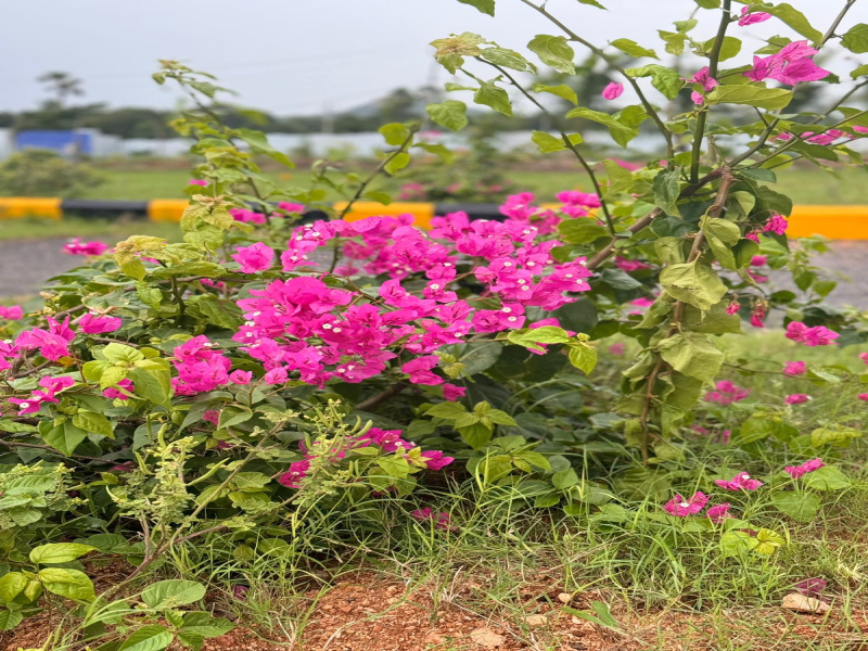  Residential Plot 2 Acre for Sale in Bhongir, Yadadri Bhuvanagiri
