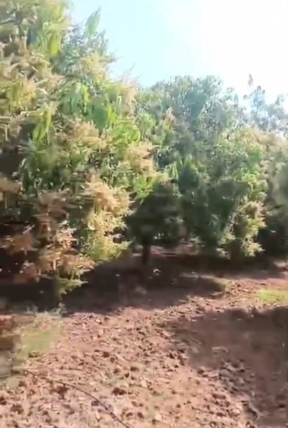  71 Guntha Agricultural/Farm Land for Sale in Kodangal, Vikarabad