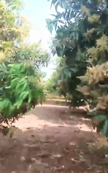  71 Guntha Agricultural/Farm Land for Sale in Kodangal, Vikarabad