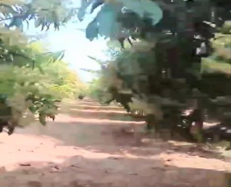  71 Guntha Agricultural/Farm Land for Sale in Kodangal, Vikarabad