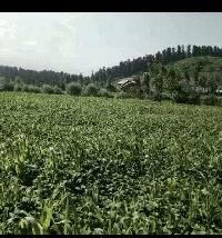  Residential Plot for Sale in Khan Sahib, Badgam