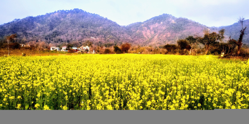  Agricultural Land 6 Acre for Sale in Dunera, Pathankot