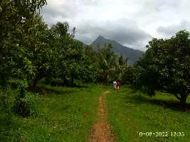  Agricultural Land for Sale in Vadakkencherry, Palakkad