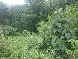  Agricultural Land for Sale in Vadakkanthara, Palakkad