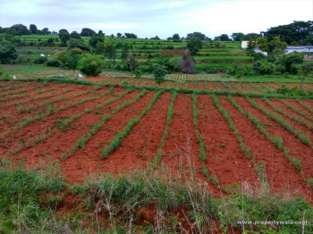  Agricultural Land for Sale in Gauribidanur, Chikkaballapur, Bangalore