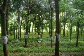  Agricultural Land for Sale in Mannuthy, Thrissur