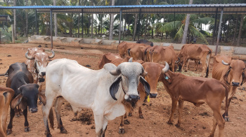  Agricultural Land for Sale in Chinnamanur, Theni