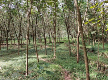  Agricultural Land for Sale in Kottayi, Palakkad