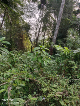  Residential Plot for Sale in Kuruvattur, Kozhikode