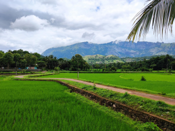  Agricultural Land for Sale in Alathur, Palakkad