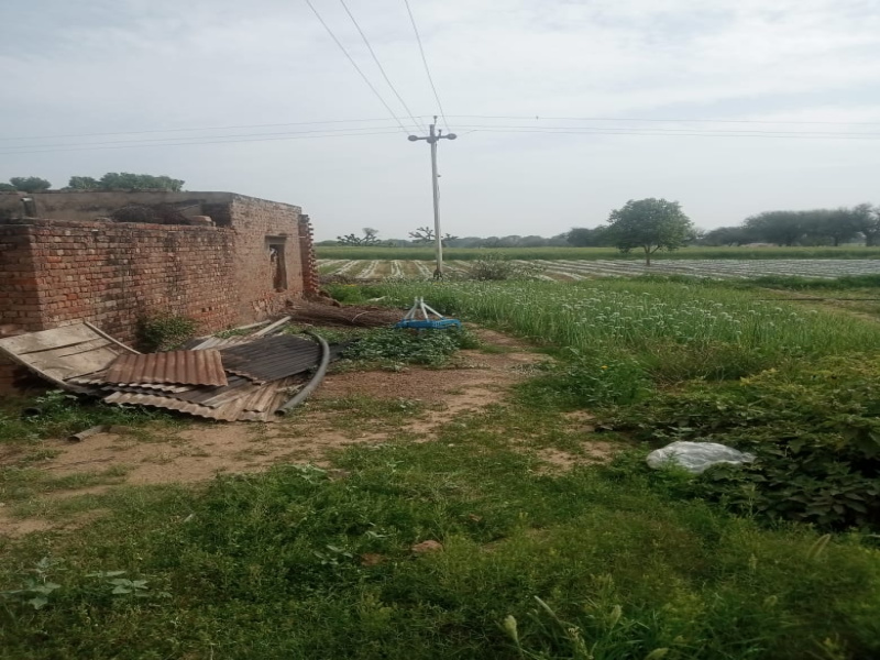  Agricultural Land 5 Acre for Sale in Loharu, Bhiwani