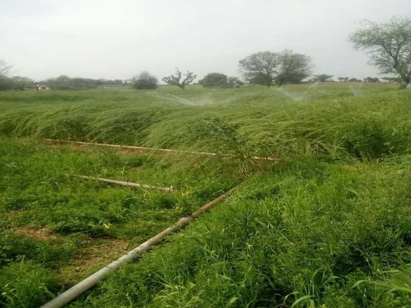  Agricultural Land 5 Acre for Sale in Loharu, Bhiwani