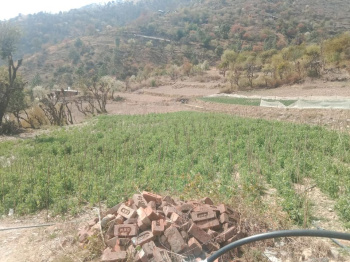  Agricultural Land for Sale in Theog, Shimla