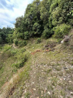  Commercial Land for Sale in Shoghi, Shimla