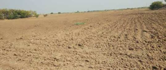  Agricultural Land 22 Bigha for Sale in Kuchaman City, Nagaur