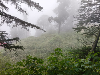  Commercial Land for Sale in Jakhu, Shimla