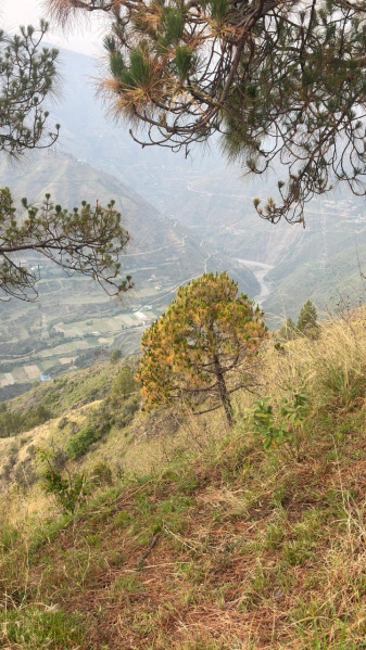  98 Bigha Agricultural/Farm Land for Sale in Rajgarh Road, Solan