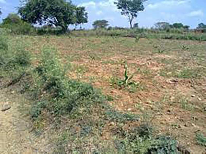 Agricultural Land 3 Bigha for Sale in Mahudha, Kheda