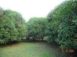  Agricultural Land for Sale in Kushtagi, Koppal