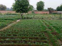  Agricultural Land for Sale in Dhaneta, Hamirpur