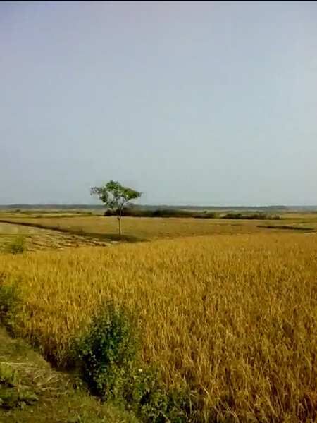  Agricultural Land 16 Acre for Sale in Panagarh, Bardhaman