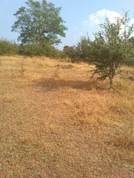 Agricultural Land 130 Ares for Sale in Piranwadi, Belgaum