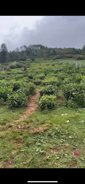  Residential Plot 58 Cent for Sale in Kotagiri, Nilgiris