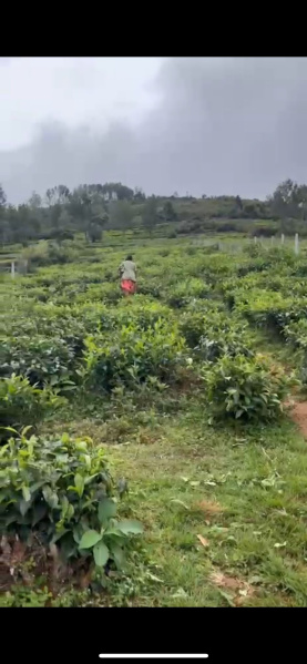  Residential Plot 58 Cent for Sale in Kotagiri, Nilgiris