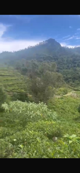  Residential Plot 5 Acre for Sale in Coonoor, Nilgiris