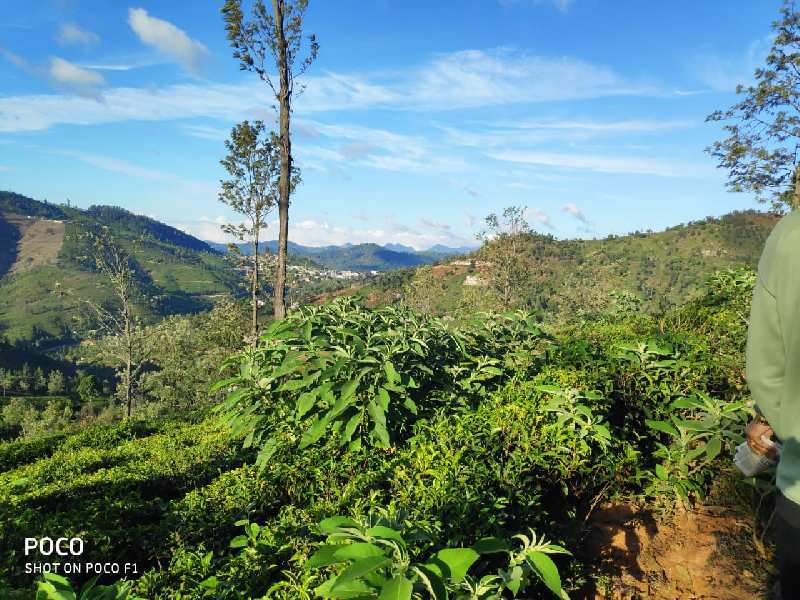 Agricultural Land 3 Acre for Sale in Coonoor, Nilgiris