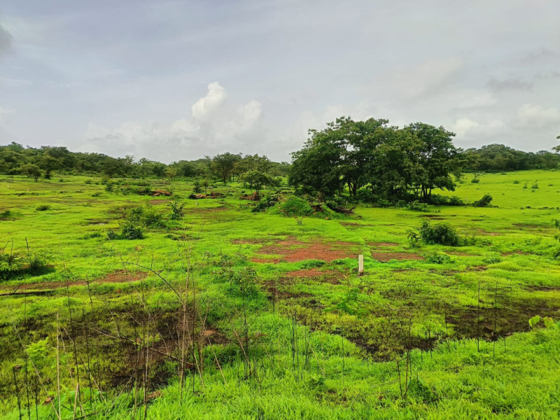  Residential Plot 5 Acre for Sale in Dhamandevi Road, Chiplun