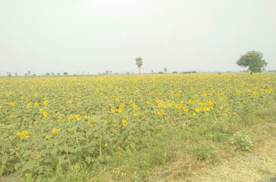 Agricultural Land 3 Acre for Sale in Sattur, Virudhunagar