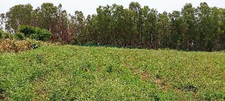  Agricultural Land for Sale in Bangarapet, Kolar